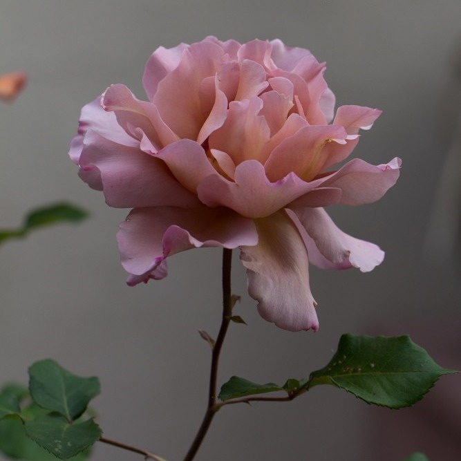 Коричневый с розовым», «медно-пергаментный», «коричневатый с медным блеском» — 