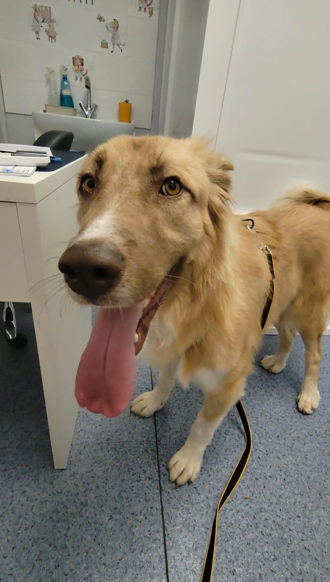 Барни после операции