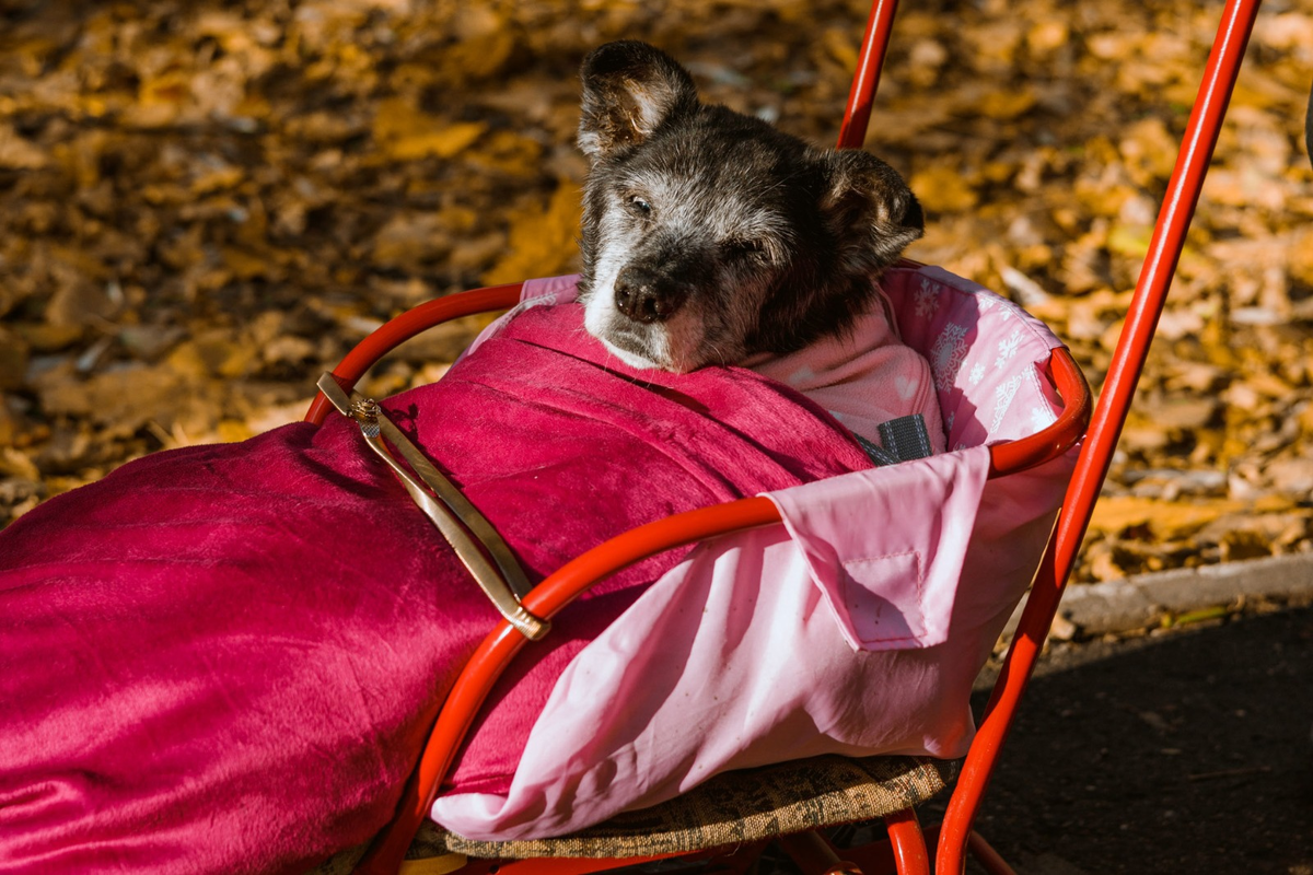 Кузенька на санках