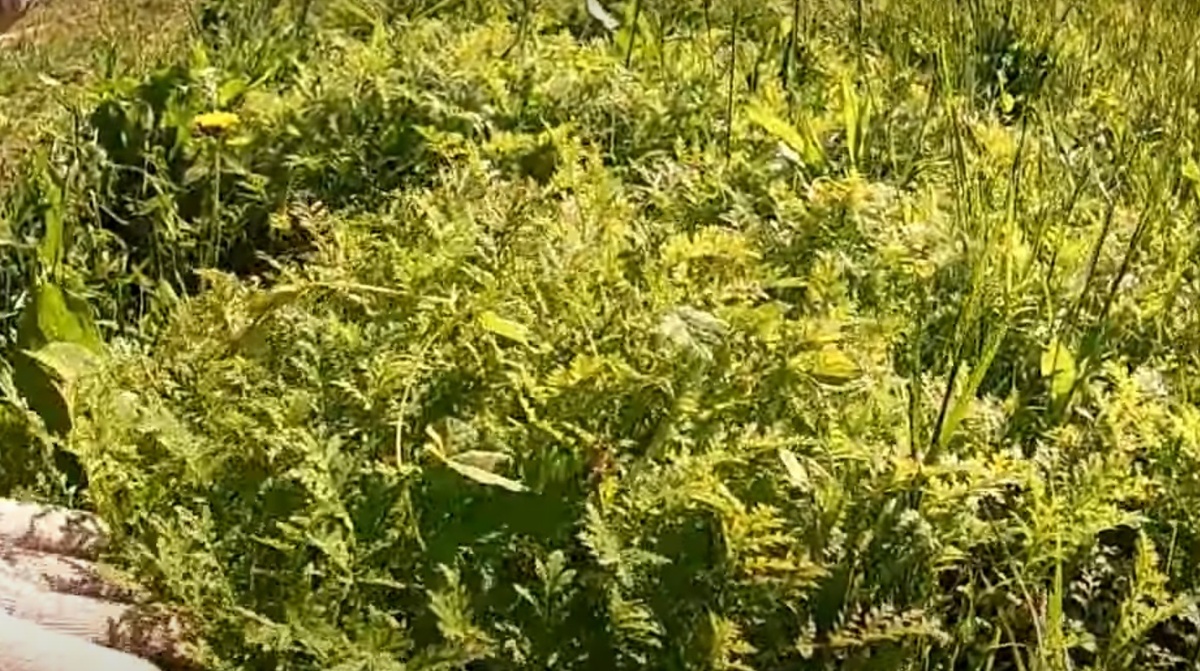 Какие сидераты посеять весной: Полезные советы для огородников