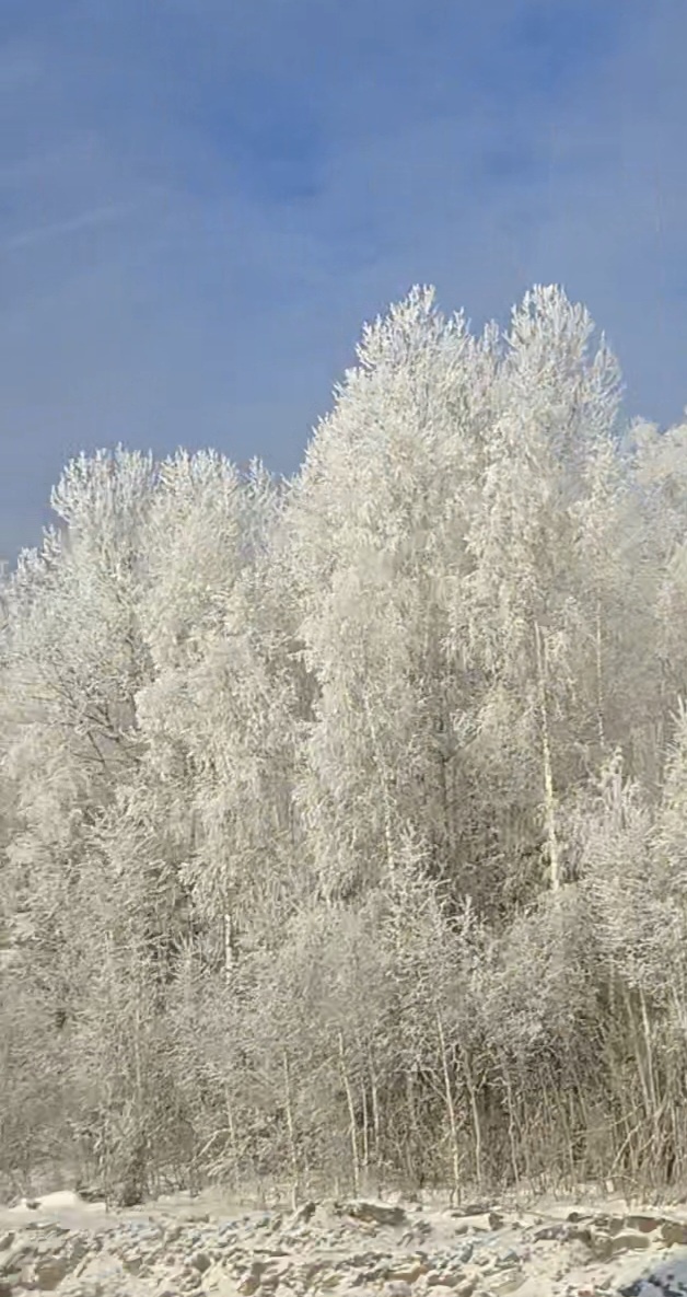 Снежный лес