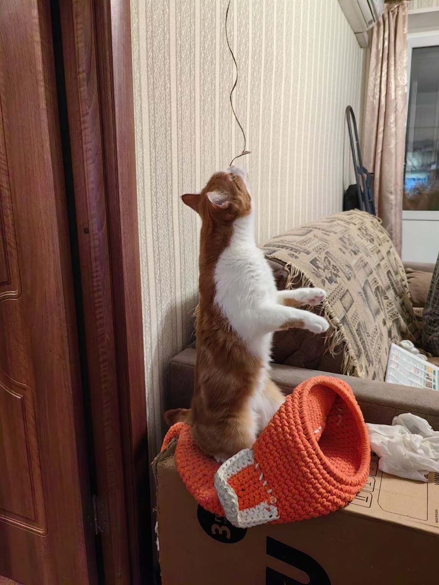 Не котобус, но тоже милота