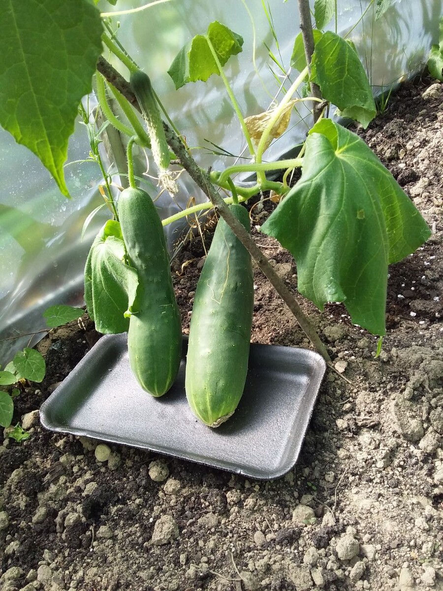 Немного летнего настроения. И аппетита.