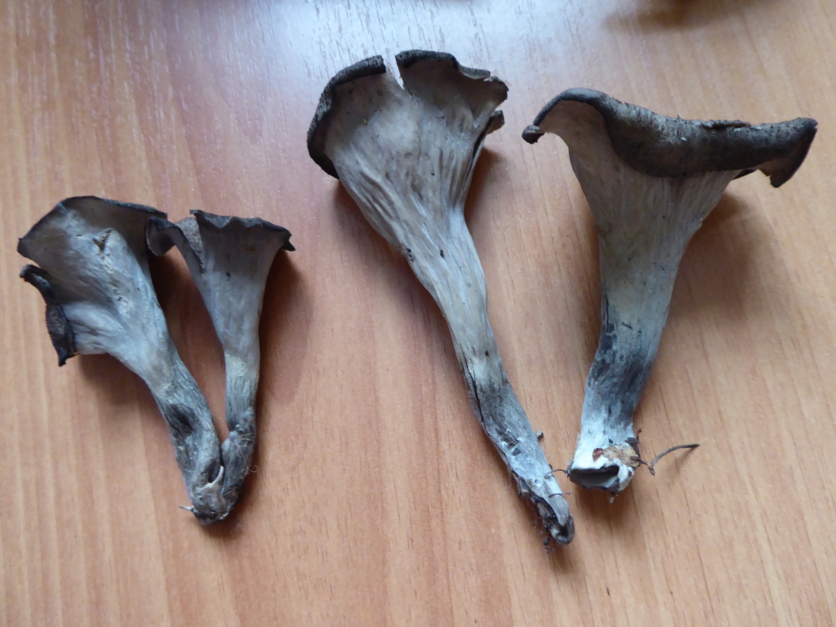 Вороночник рожковидный