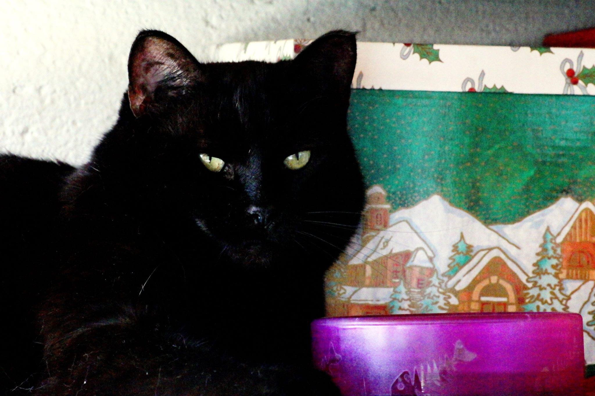 Кошка Персефона, коробка с подарками и миска с угощением / МОСКОВСКИЙ МУЗЕЙ КОШКИ