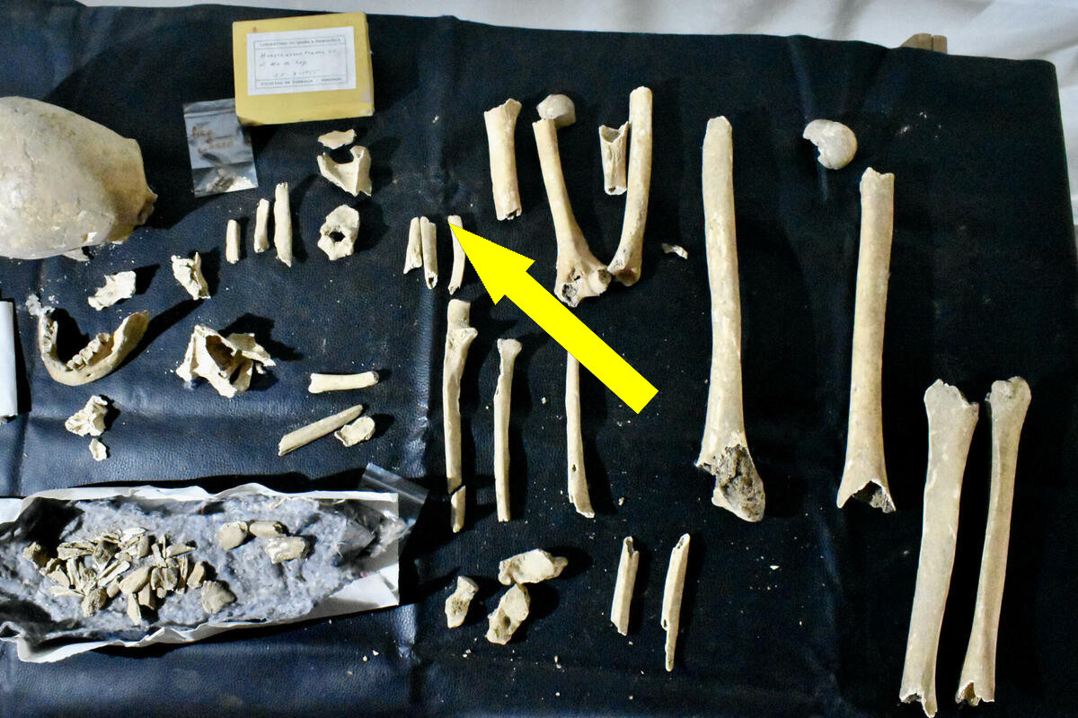    В центре Минска обнаружены останки человека