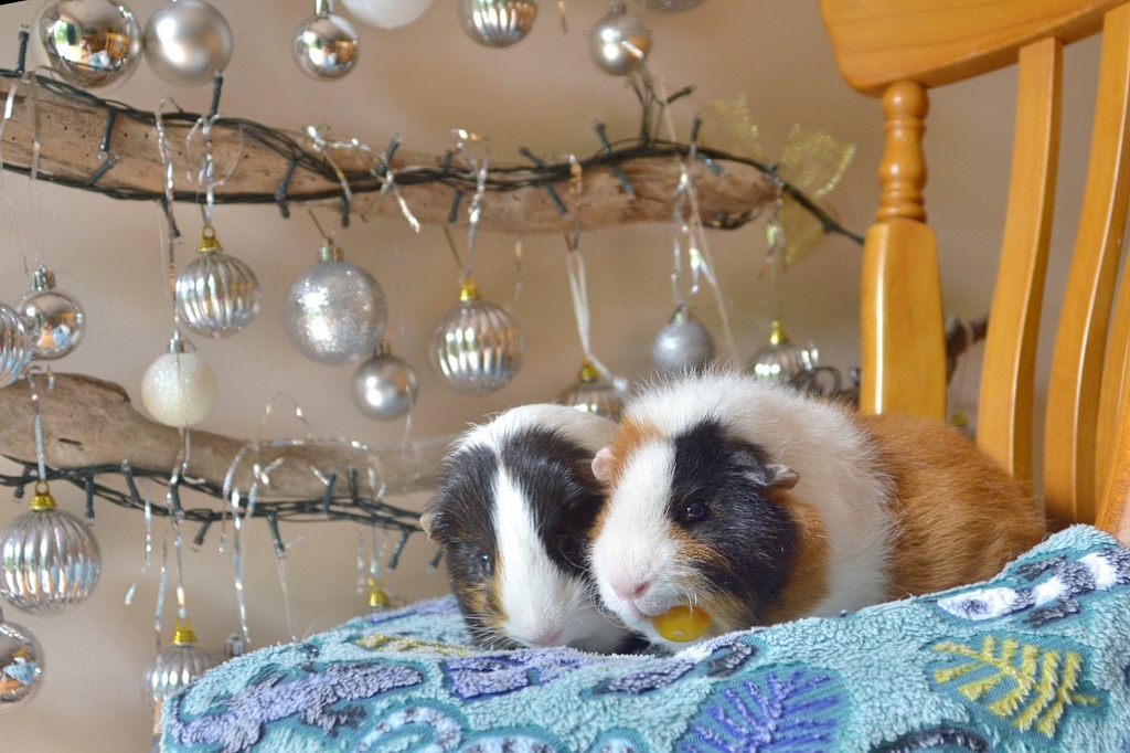 За свинками - наша позапрошлогодняя настенная "ёлочка" "в серебре", в этом году я её нарядила в красное, :) фото из домашнего архива