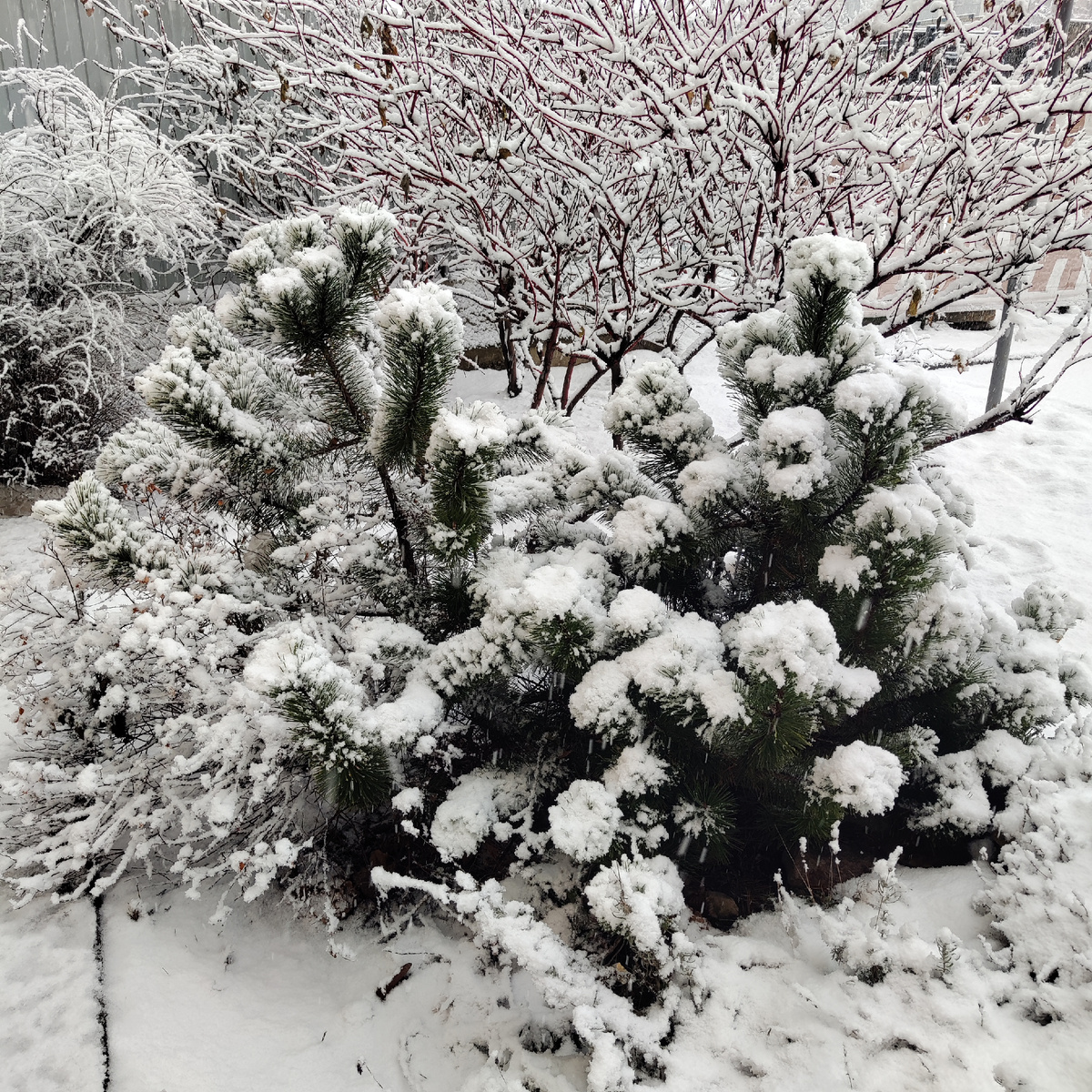 С новым годом