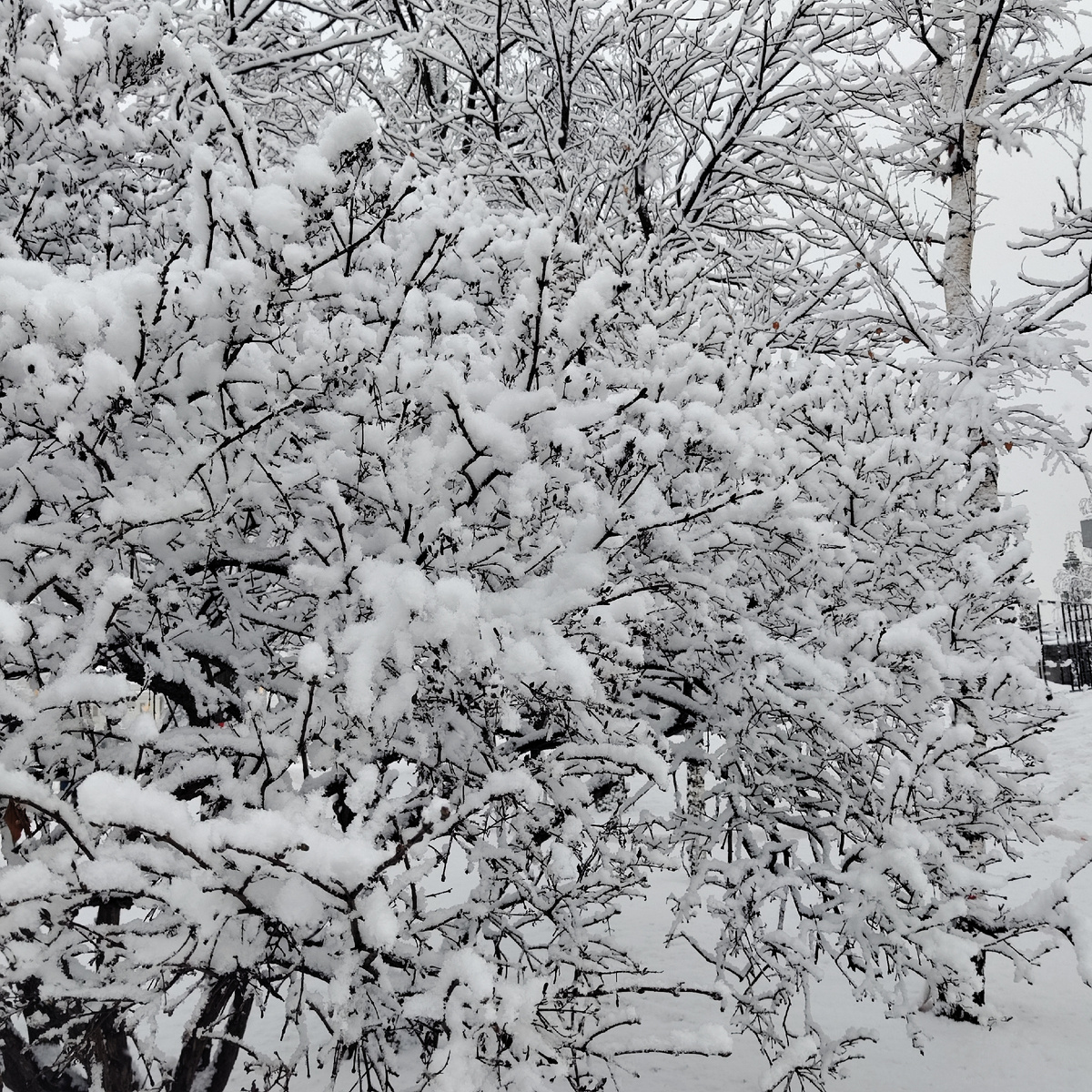 С новым годом