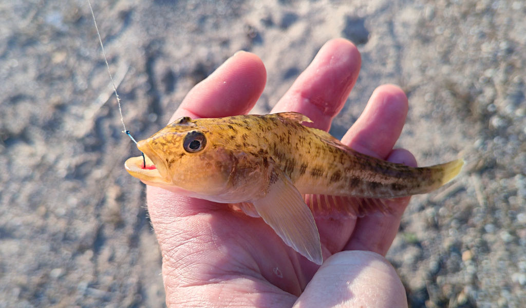 Не виноватая я он сам пришёл