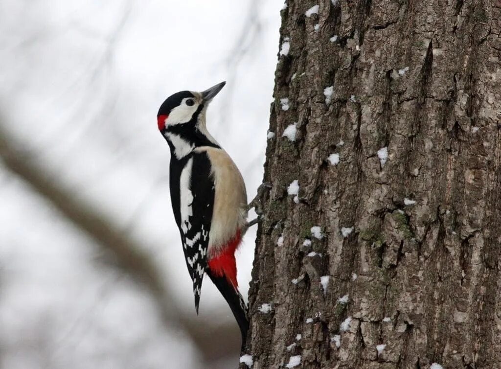 Фото из интернета. Пробовала сфотографировать нашего, но не получилось, к сожалению. 