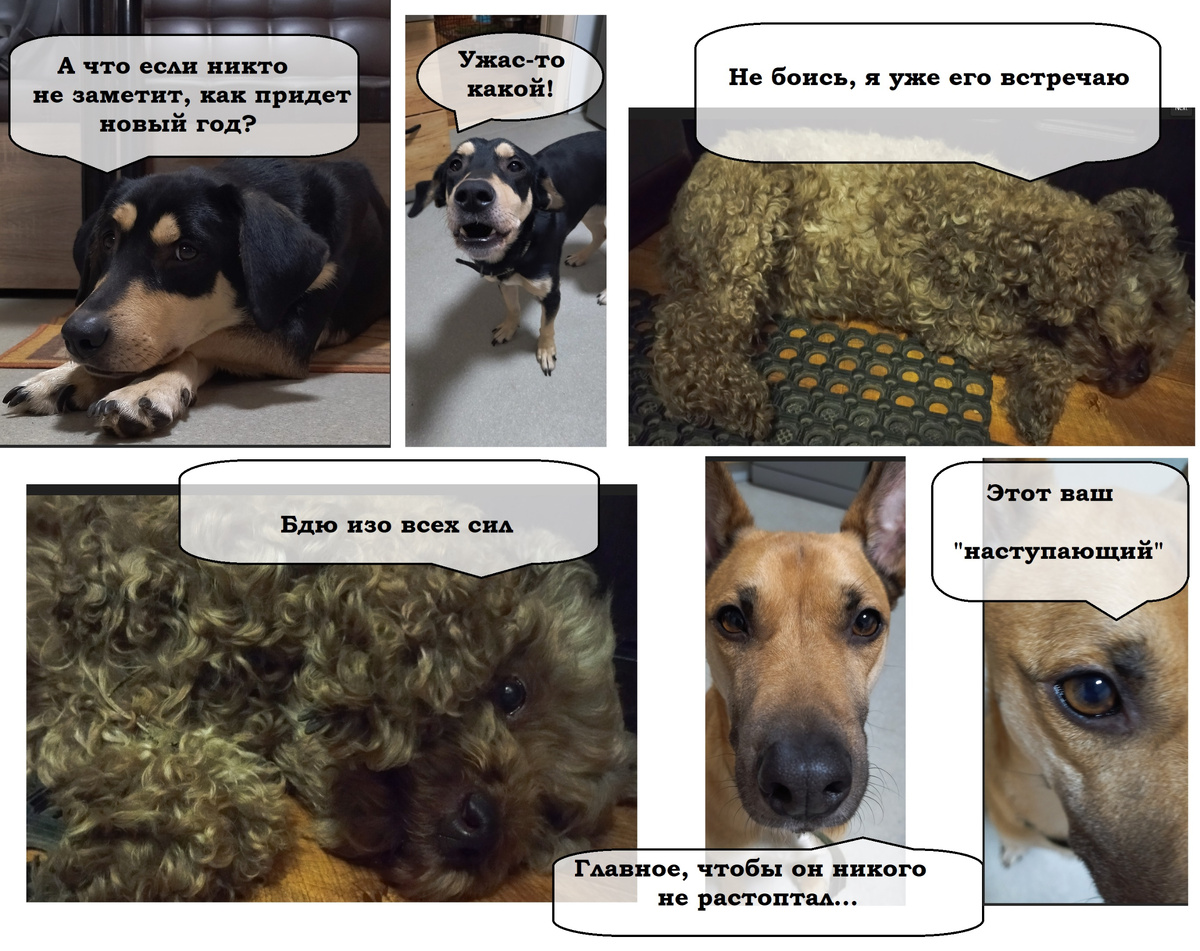 Наши собаки всем желают.