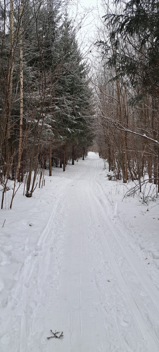 Зимний лес и лыжня 30 декабря прошлого года