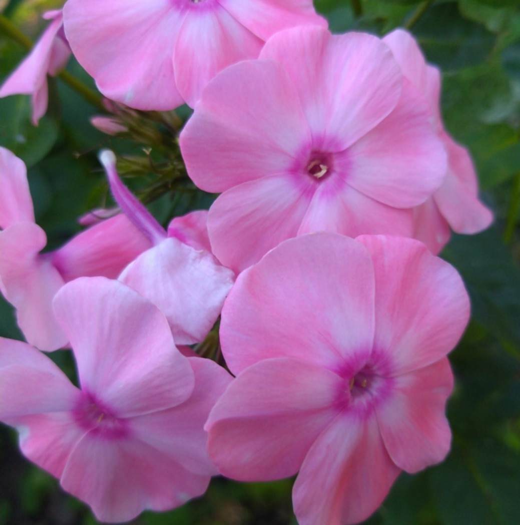 2. Мой Яблоневый Цвет