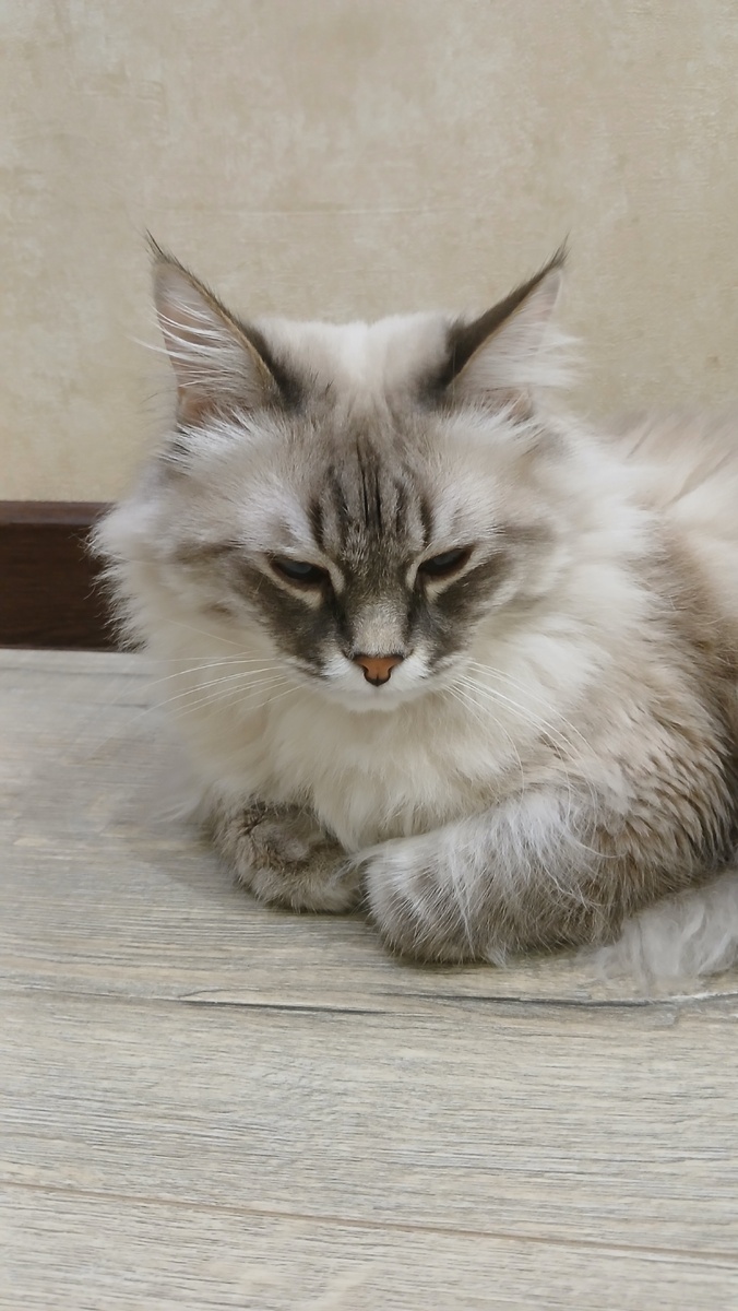 Всем привет и это я кот Рикуша!  Желаю вам лучшего года за эту жизнь! Желаю чтобы всё было хорошо и никаких неприятностей не было! Чтобы в этом году у каждого было и хороший день рождения и было только счастье!