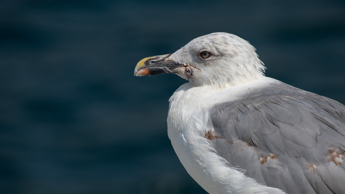     Источник: Pixabay