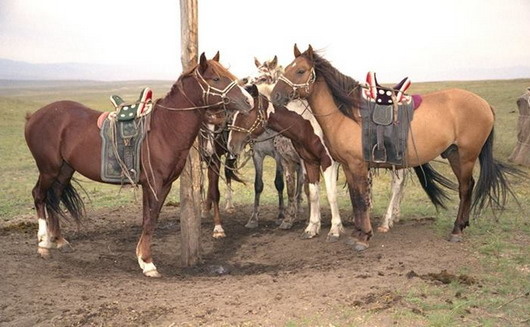 Кони под седлом