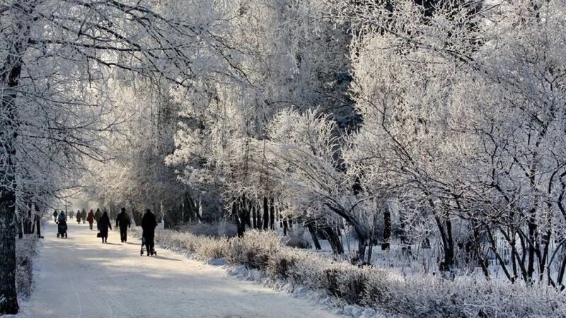     Зима. Иней. Рябина. Михаил Хаустов