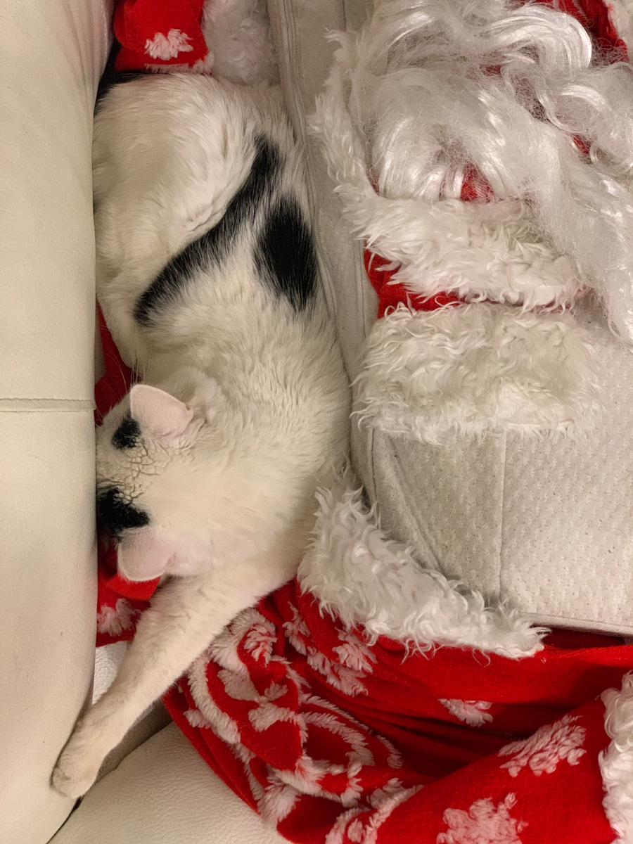 Кот после моего возвращения из поездки, выбрал для лежания шубу. 