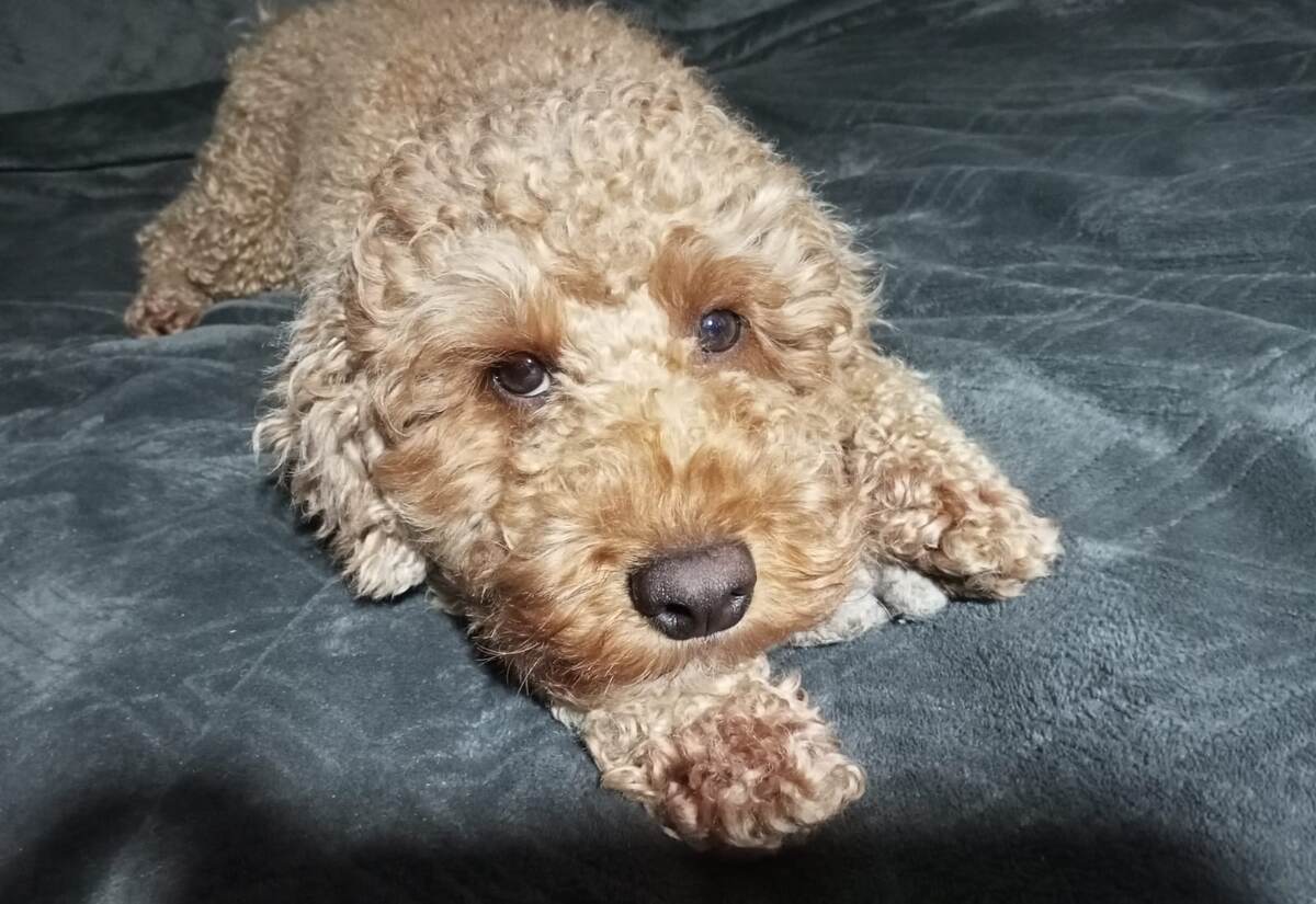 Румпель: - Ты ещё меня обещала постричь... месяц назад.