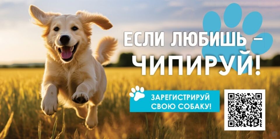    Социальные плакаты в Барнауле с призывом регистрировать собак. Источник: Официальный сайт города Барнаула