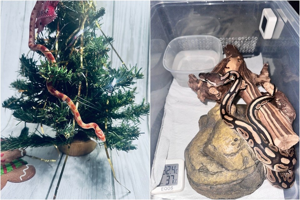    Сейчас у Дарьи шесть змей. Фото: предоставлено «Комсомолке».