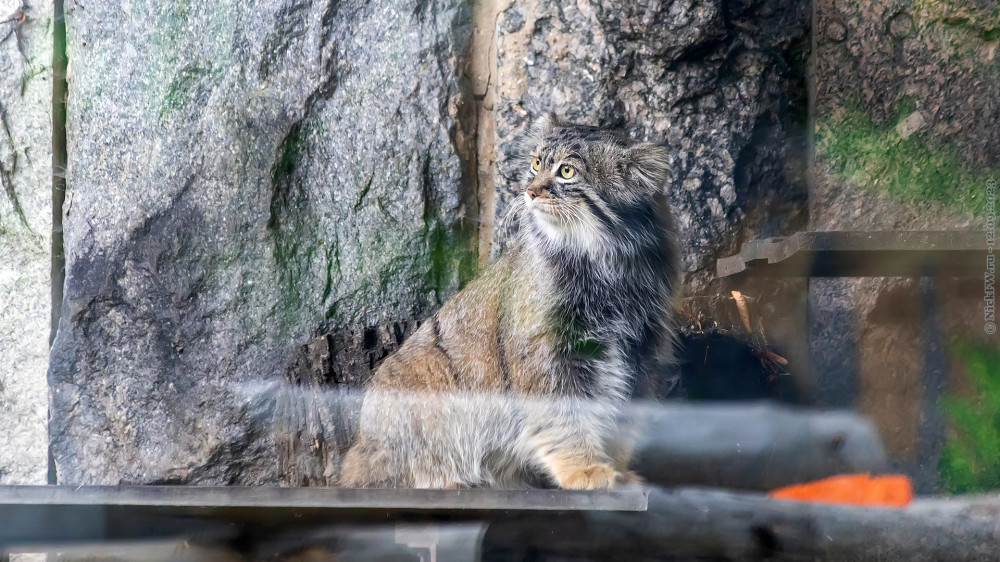 Манул © NickFW.ru — 12.09.2023г.