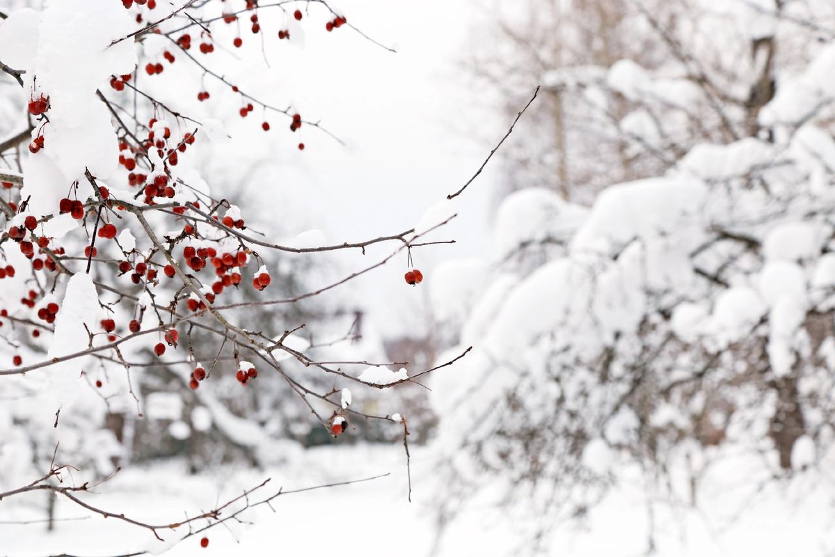 Прогулка по Вязёмам. Фото автора