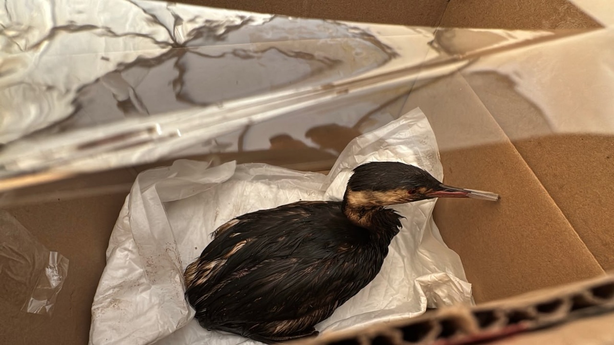    фото: Telegram/Оперативный штаб — Краснодарский Край