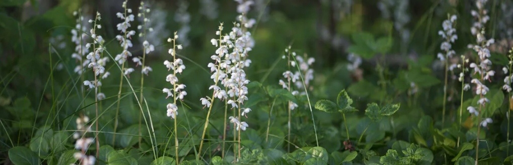 Фото из интернета 