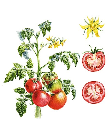 Томат. Ботаническая иллюстрация