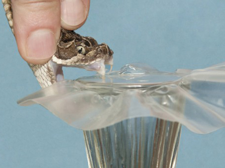 Фото: sibserpent.ru