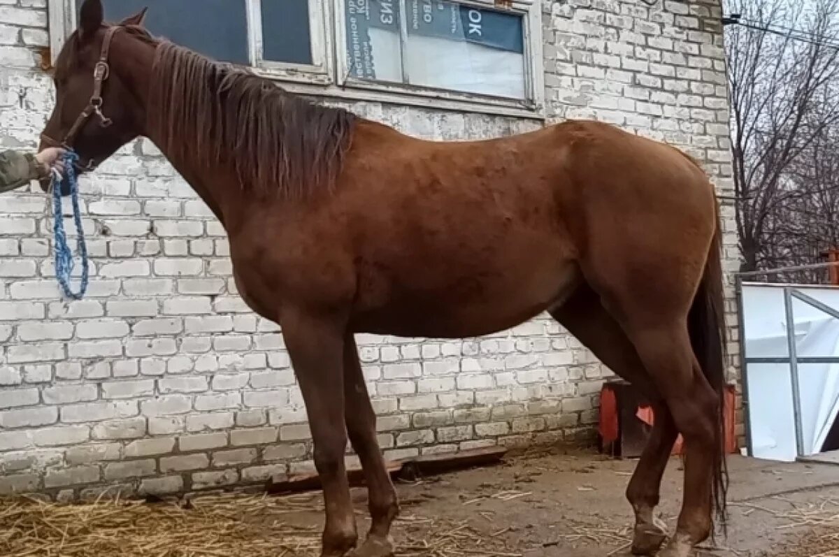    Чистокровную лошадь Мольбу удалось пристроить в добрые руки под Волгоградом
