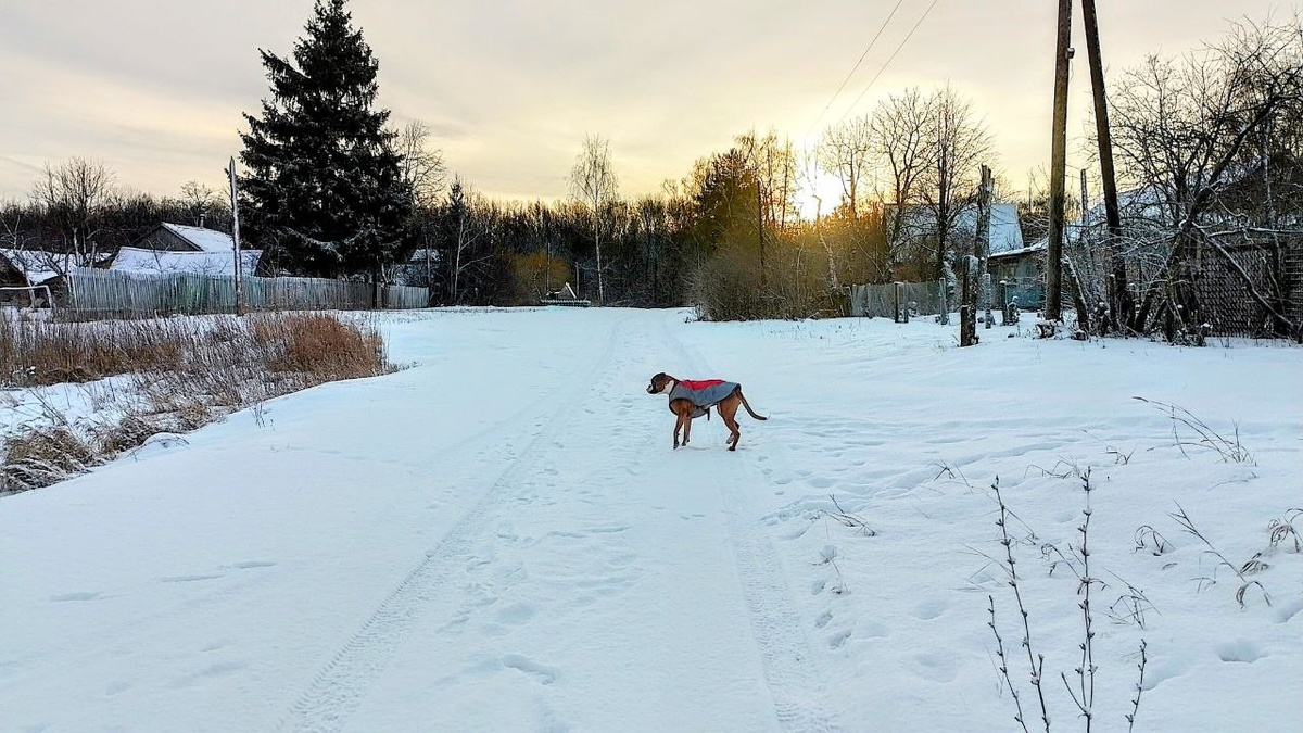 С утренней прогулки