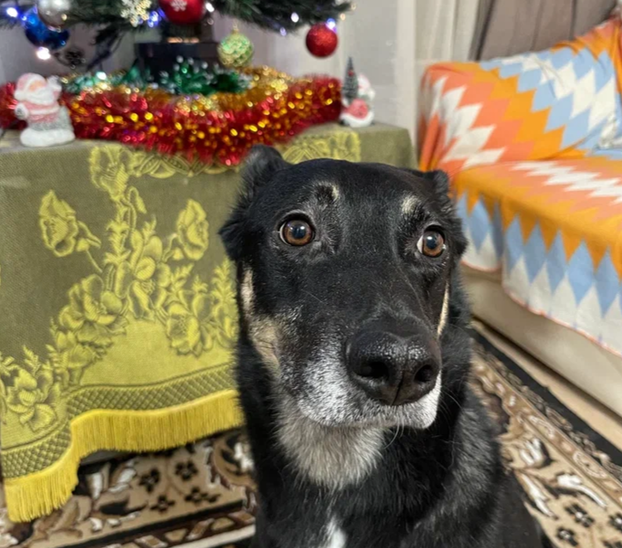 Ужас, как страшно! Даже около елочки нормально сфотографироваться не мог! Но Миша старался. Честно! И мама меня успокаивала! Все старались меня поддержать! Честное собачье слово!