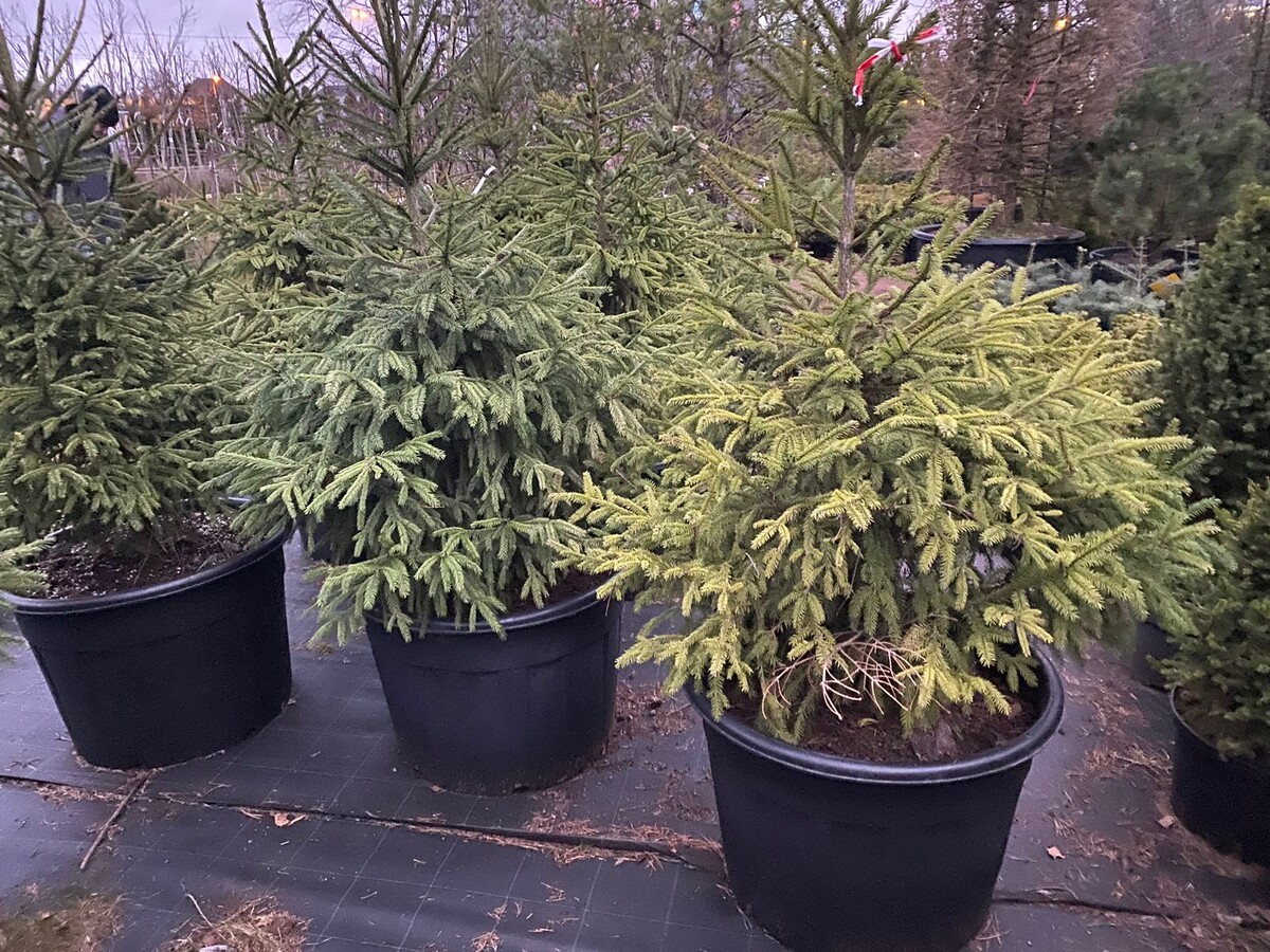 Это Ель Сербская. Также как у других популярных разновидностей есть сорта, отличающихся размером, формой кроны и цветом хвои