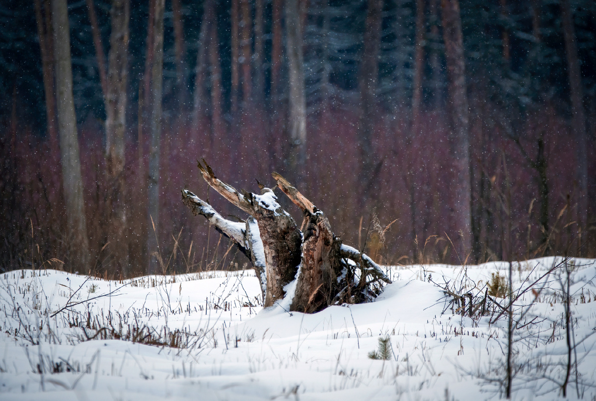 Леший пробирается сковзь глухозимье