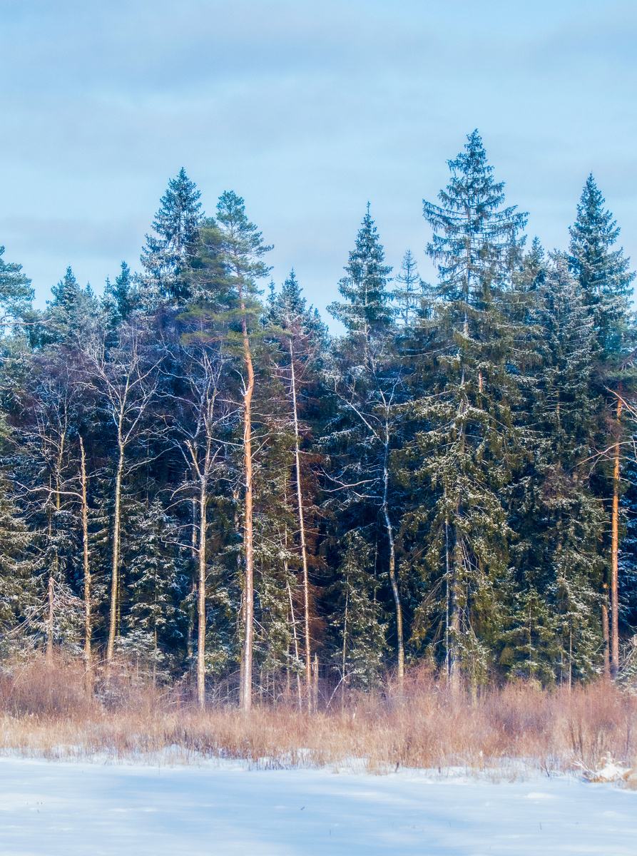 Морозный дворец хвойного леса