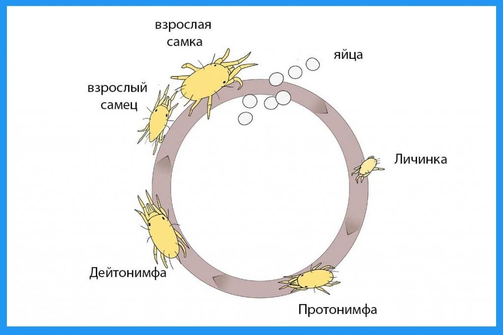 Фото из интернета. 