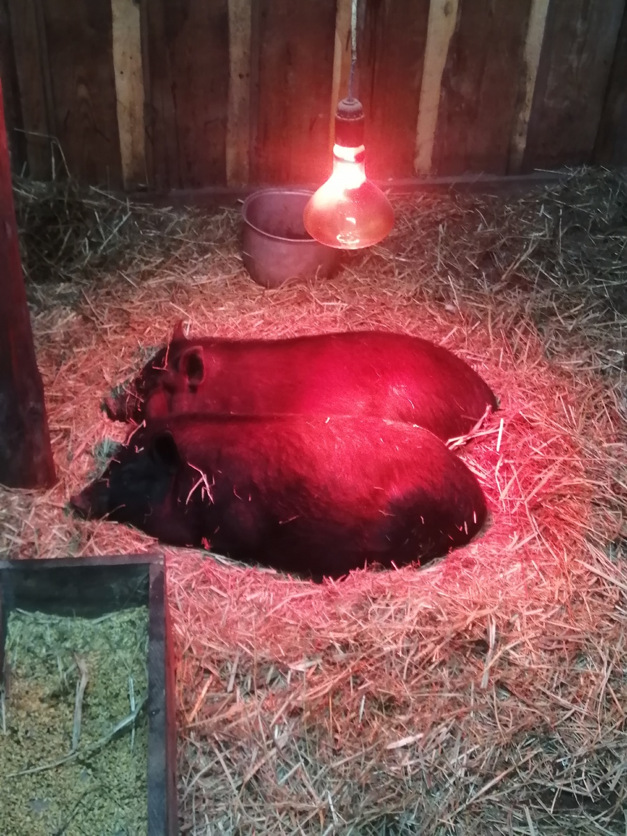 (Фото автора канала) Вьетнамский двоебрюх и попохвост) БекоНюша собственной персоной)