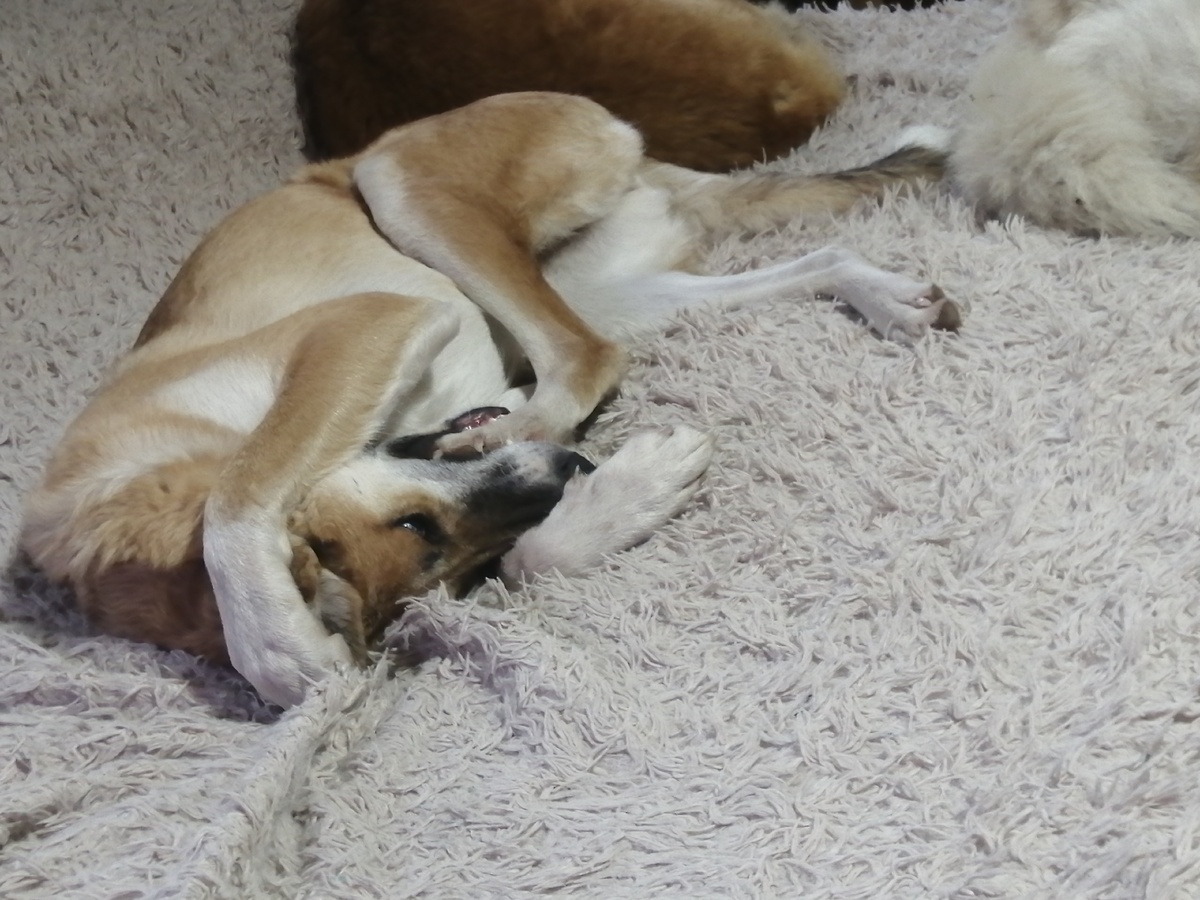 (Фото автора канала) Собака-самопожирака, лапокусь комнатный. Жужа.