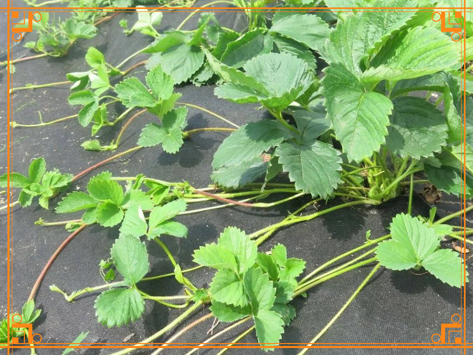 Фото из Интернета. Как обрезать усы у клубники