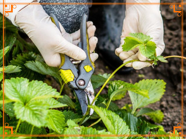 Фото из Интернета. Когда обрезать усы у клубники