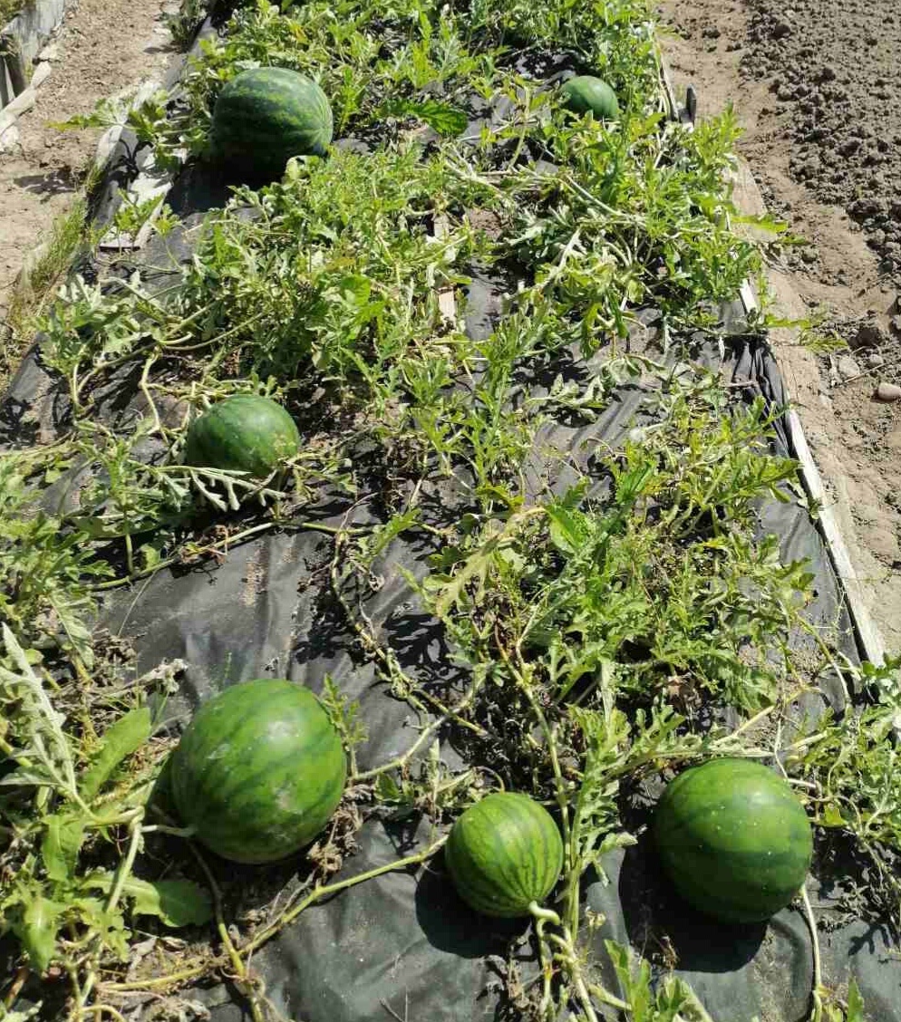 Арбузная грядка нашей соседки тёти Люды 