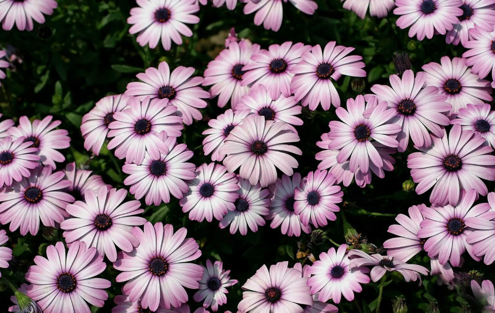 Фото из интернета https://wallhere.com/ru