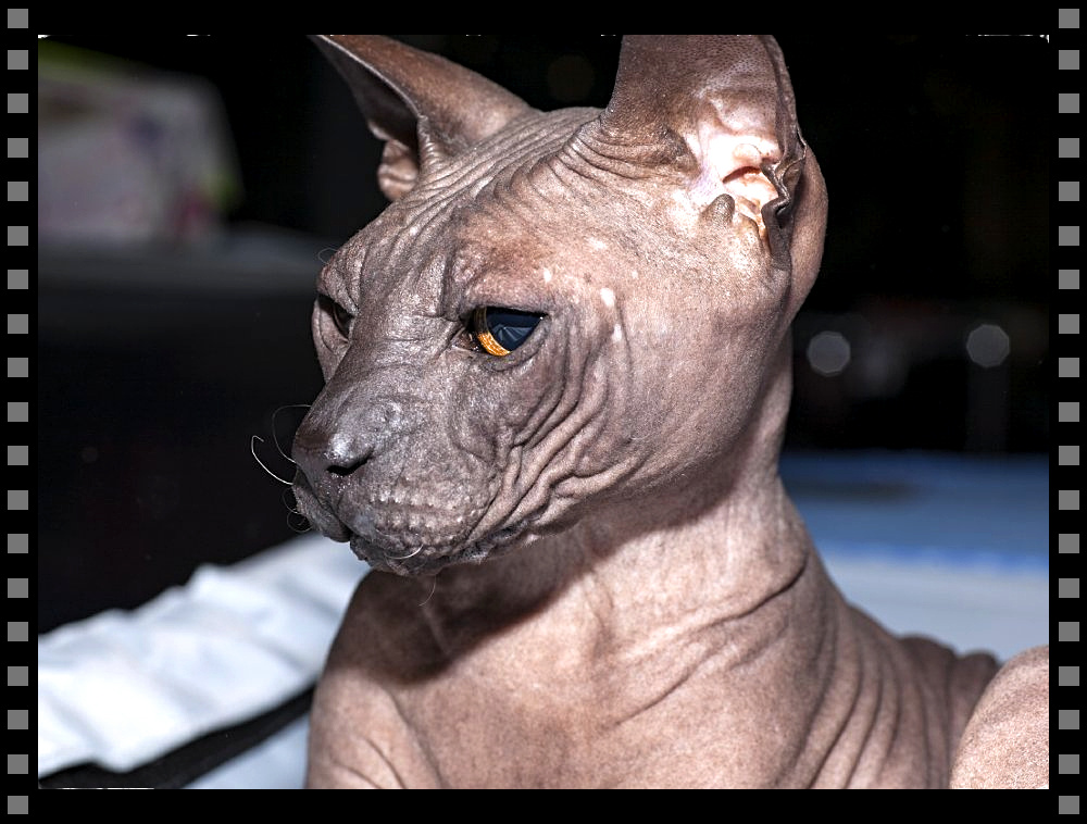 Бесшерстная нежность, которую не нужно вычесывать