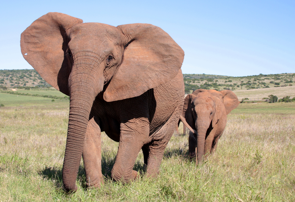 Яндекс.Картинки
