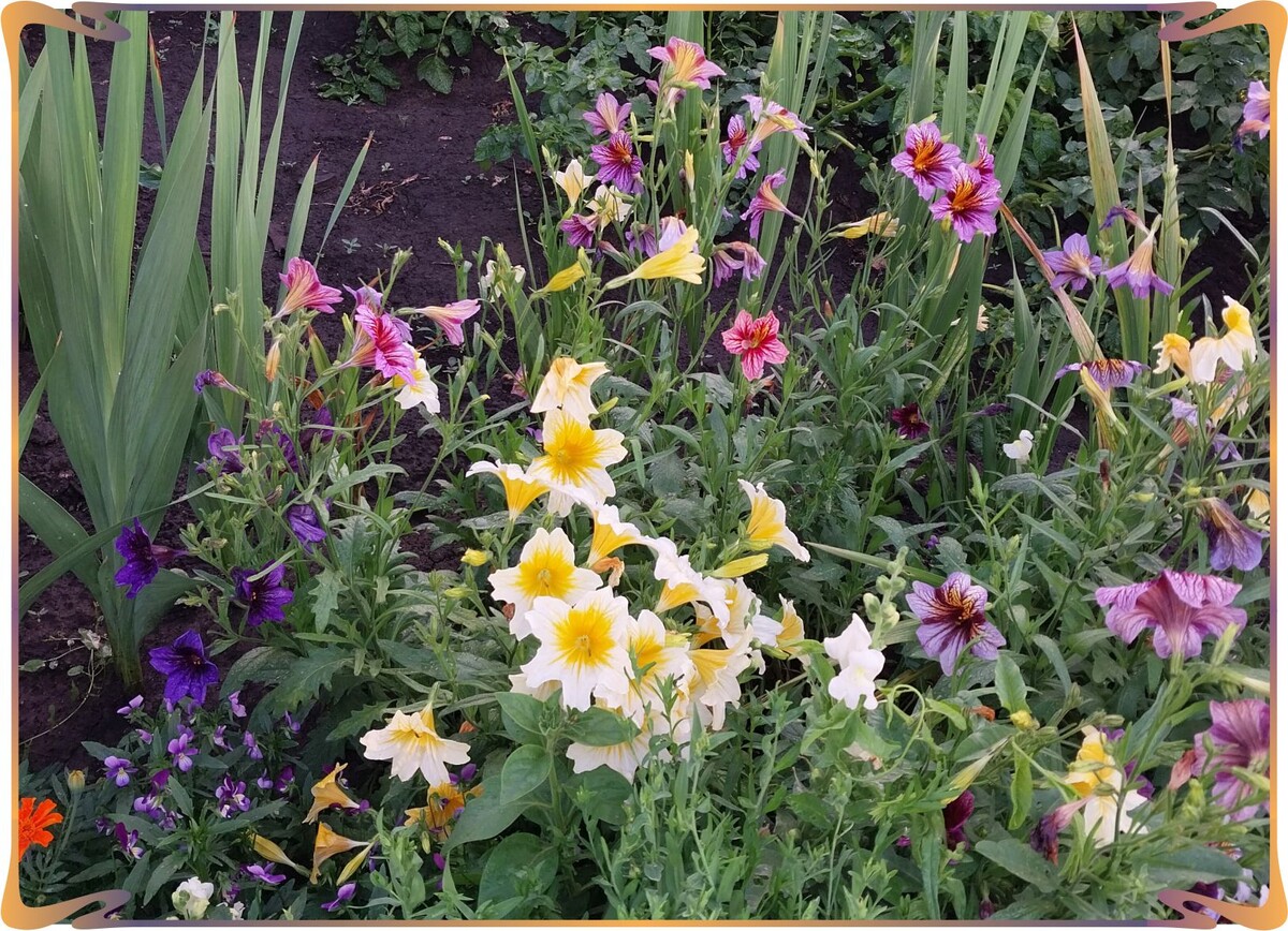 "Мой загадочный принц"