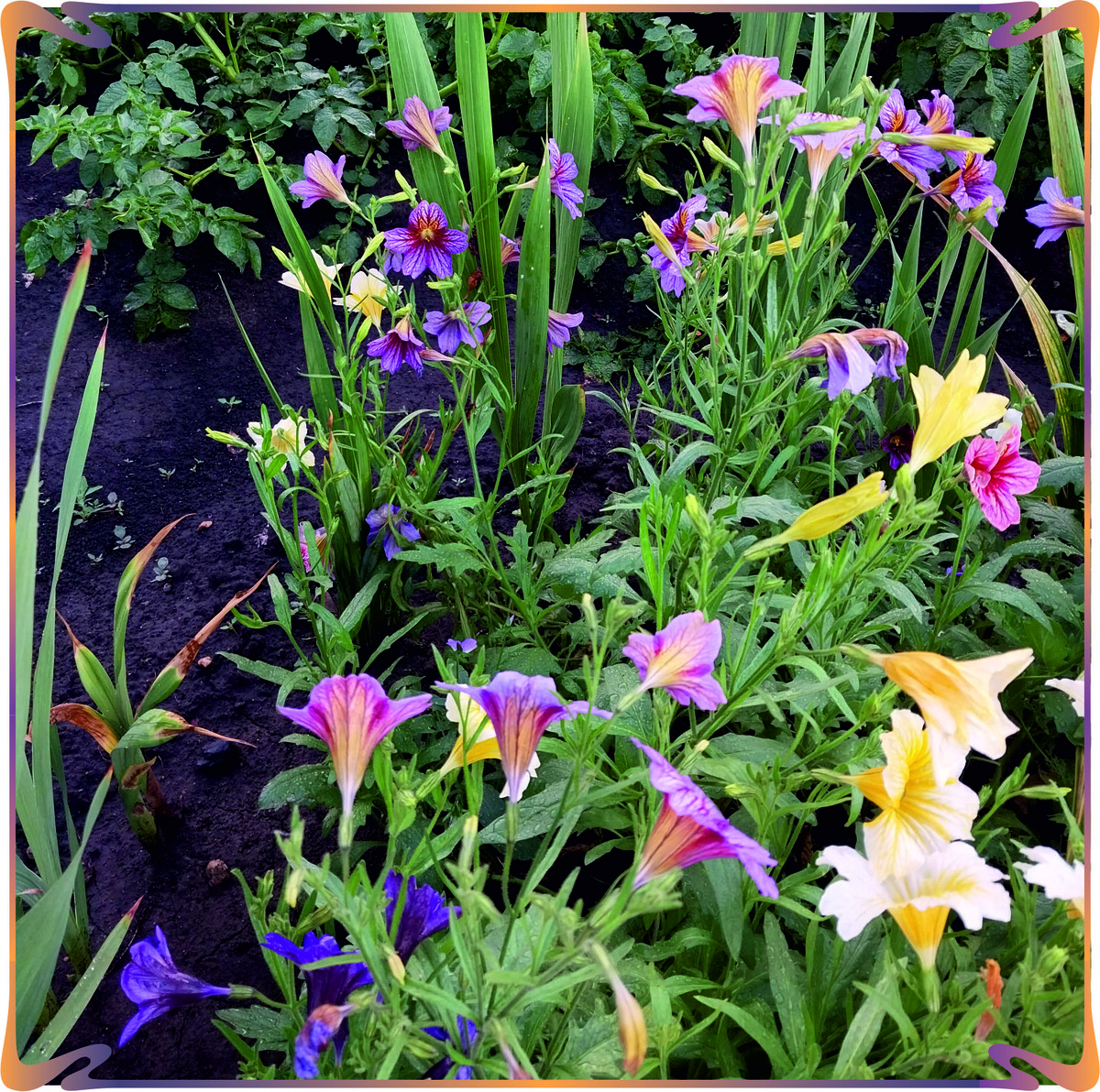 Моя "Неизвестная особа"