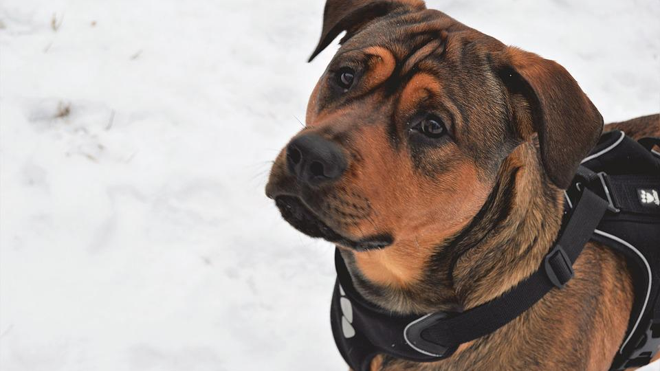     Источник: ССО